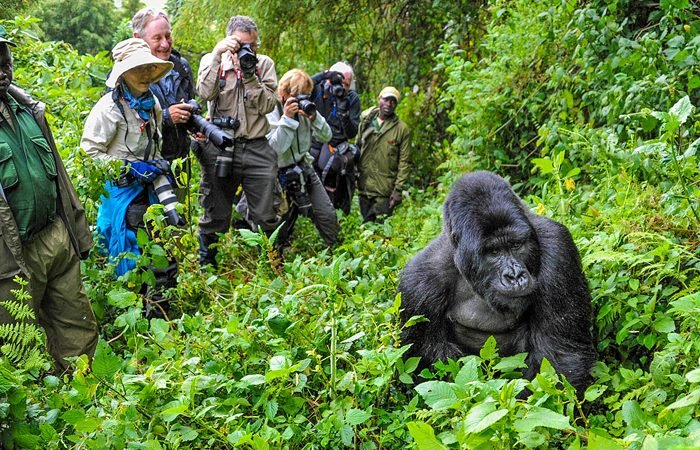 Gorilla