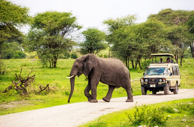 African Safaris