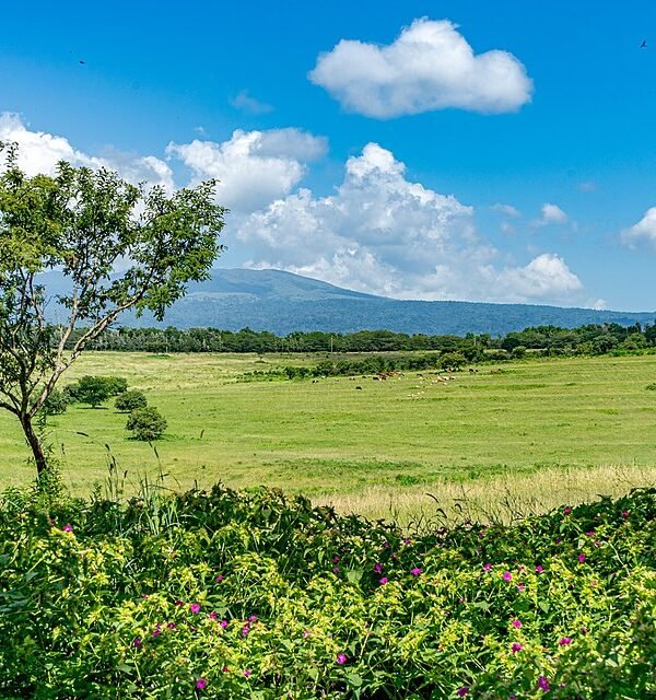 Karatu,_Tanzania_(51491750533)