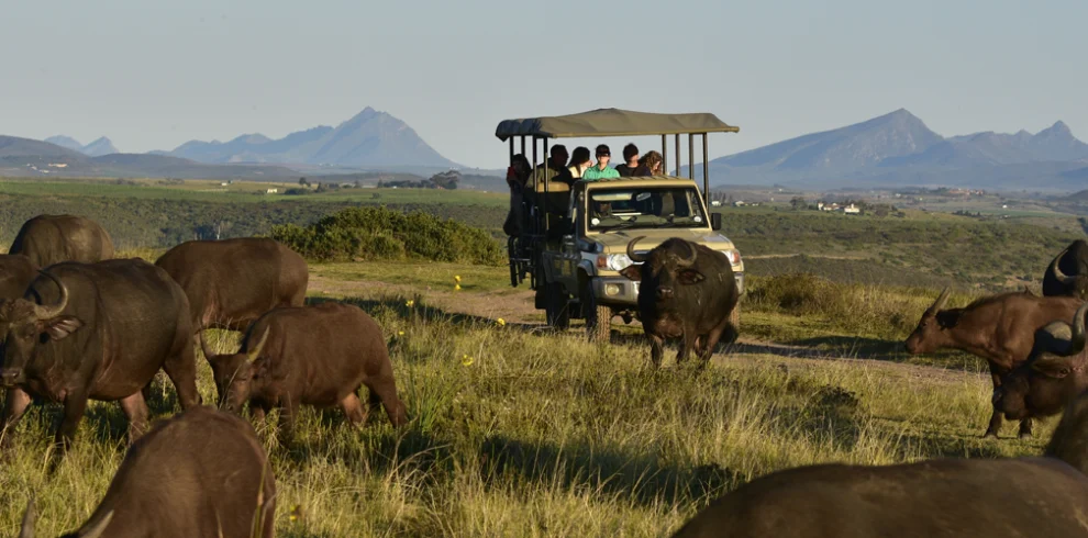 safari-game-drive-buffalos