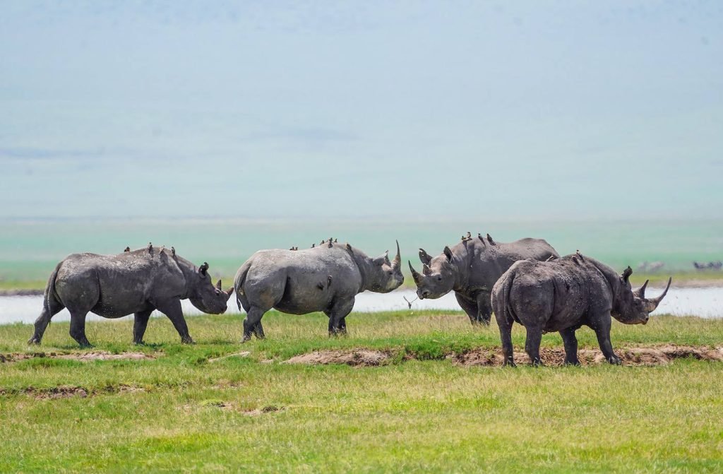 Ngorongoro