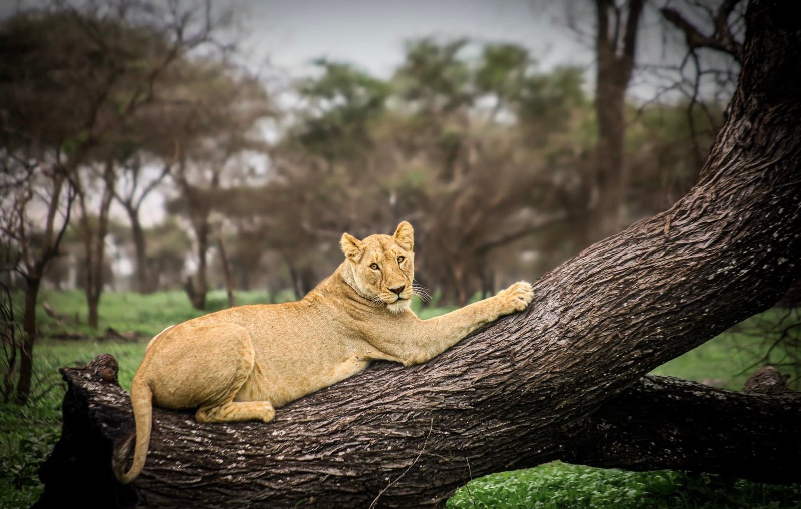 Lake Manyara