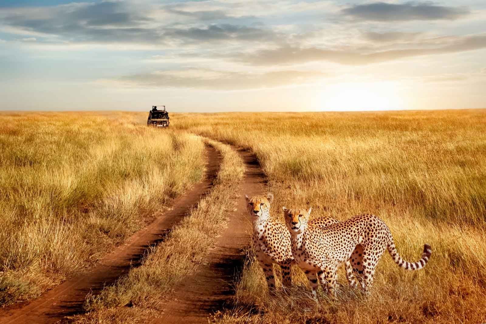 Serengeti Plains